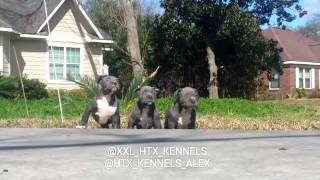 Biggest Puppies In The World 6 12 Weeks Old