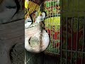Ya Habibi Ya Muhammad Ya Nabi Salam Walaika 😍🥰 #beautiful #zebrafinch #birds #pet #lover #viral