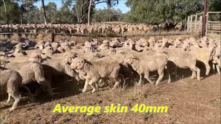 Karoola ewe lambs 2023drop
