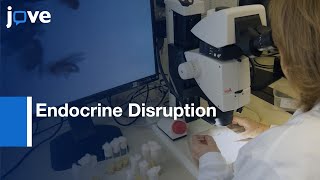 Endocrine Disruption Testing in Drosophila melanogaster | Protocol Preview