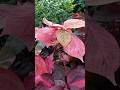 Copperleaf Plant (Acalypha) #acalypha #plantlovers #gardening