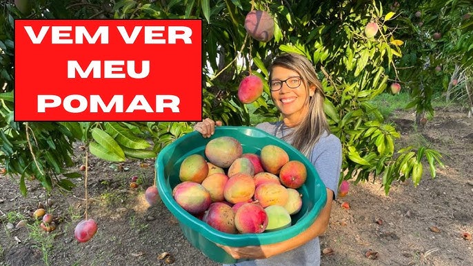 Pé de Damasco - Sierra Brasil  Você já viu um pé de damasco? Essa fruta é  uma das mais cultivadas nos países do mediterrâneo sendo a Turquia a  principal produtora do