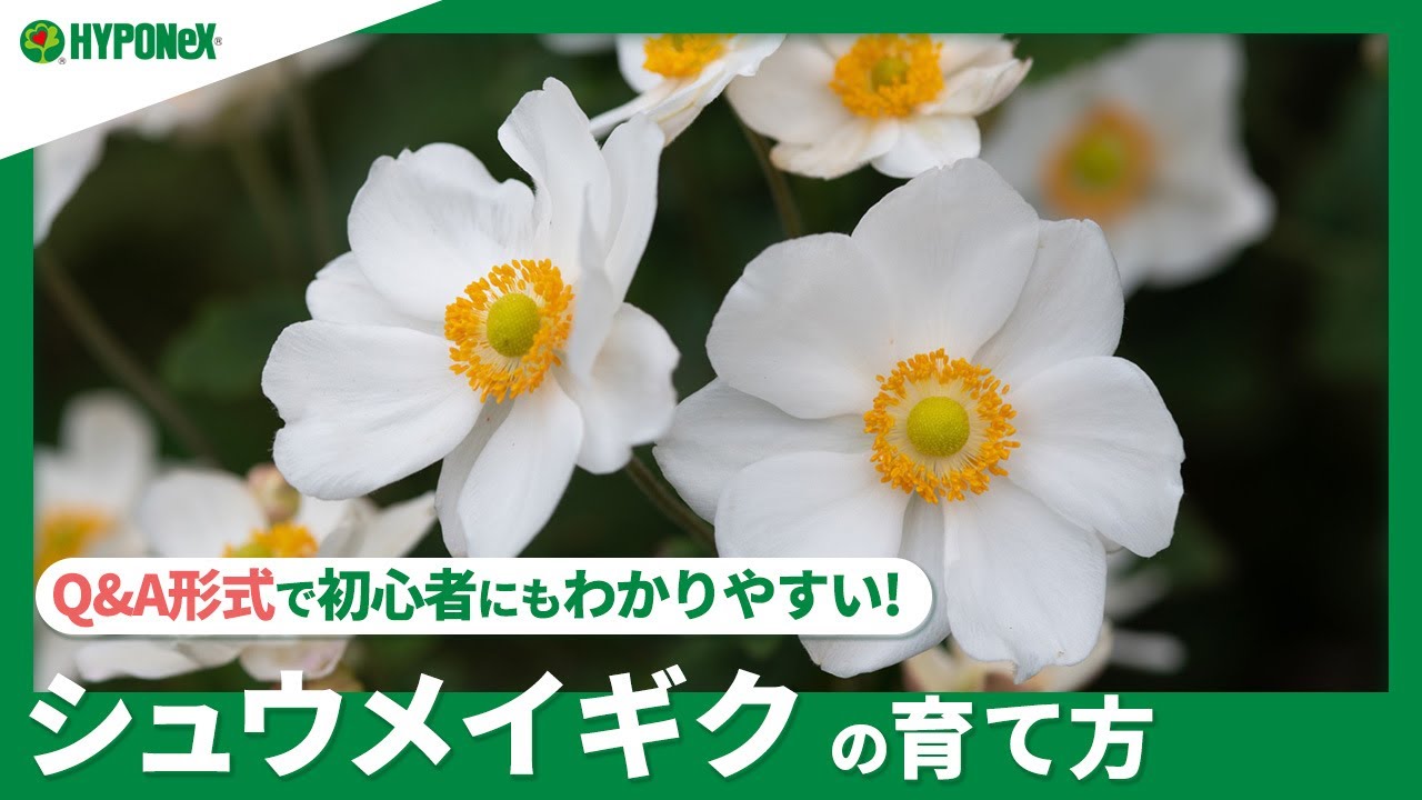 132 シュウメイギクの育て方 越冬の仕方はどうするの 水やりや肥料など日々の管理もご紹介 Plantiaq A 植物の情報 育て方をq A形式でご紹介 Youtube