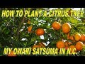 How To Plant A Citrus Tree - Grow Cold Hardy Citrus In Northern Climates