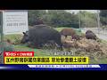 【CNN精選】野豬來了! 加州野豬闖商業園區 草地慘遭破壞｜TVBS新聞 @TVBSNEWS01