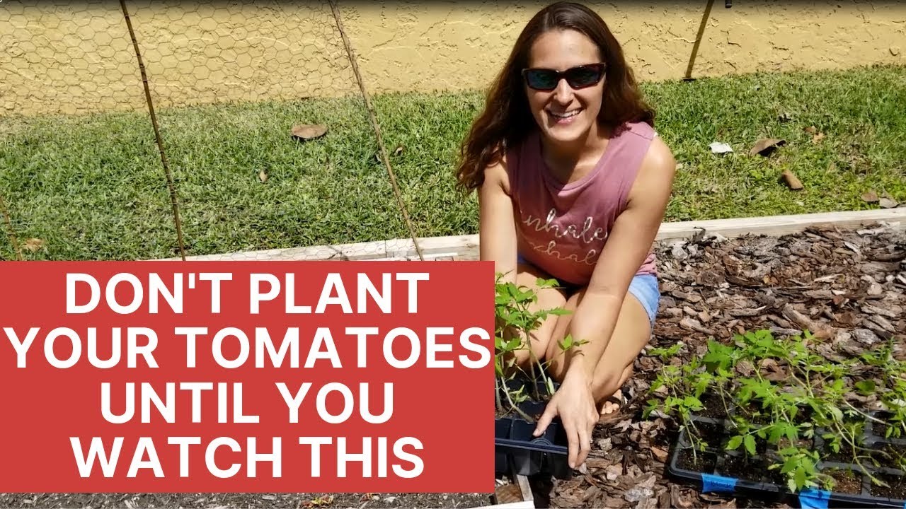 zone 9b fruit trees How to Plant Tomatoes The Right Way | Sustainable Vegetable Gardening in Florida
