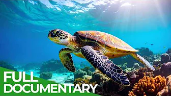 Turtles – The Fascinating World Beneath the Shell | Little Matters | Free Documentary Nature