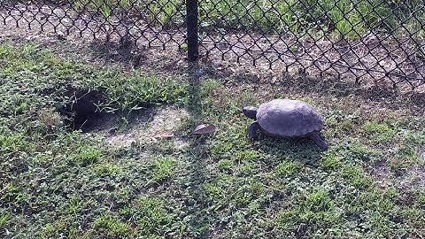 Gopher Tortoise in My Neighborhood!