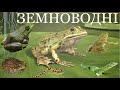 Земноводні. Розмноження та розвиток. Урок природознавства 3 клас.