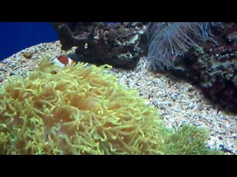 Little Nemo Posters - nemo in a bag finding nemo roblox