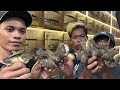 UPDATE STOK TERBARU BURUNG CIBLEK - PLATUK BAWANG - JALAK KEBO DLL