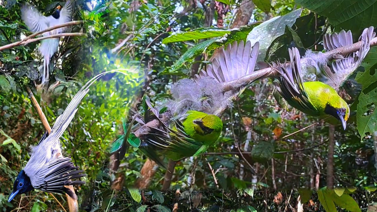 Burung nya para sultan ini mas bro... 😍