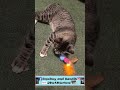#cats #catlife #catlover #meow  #pet # #catreels #catlove #viral #tailless #cutepets#shorts #pets