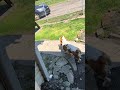 @gwen_1964 😲 #dog #dogvideos