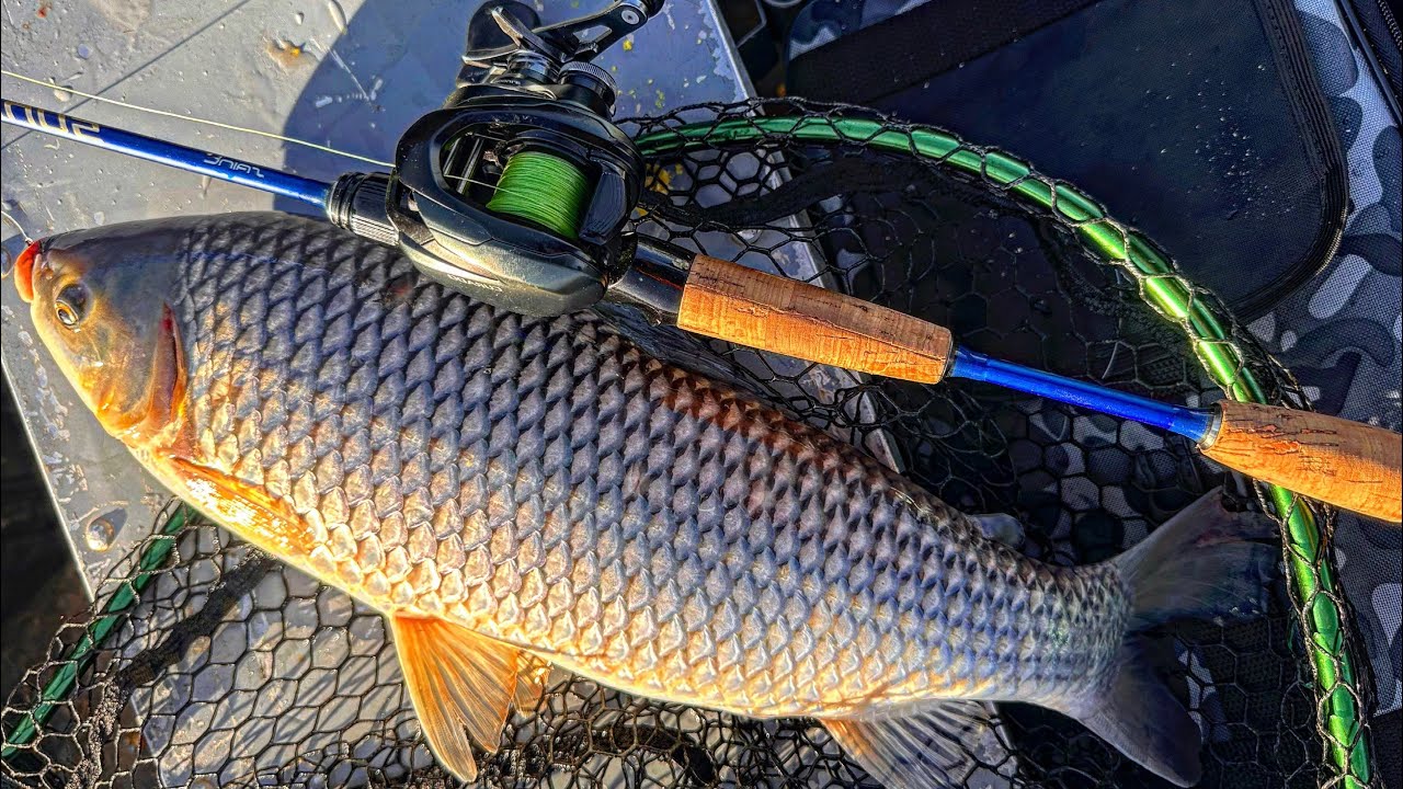 PESCARIA DE PINGADINHA RIO SÃO FRANCISCO - PIAU VERDADEIRO, PIAUÇU, PACU E CARANHA - JULHO 2023