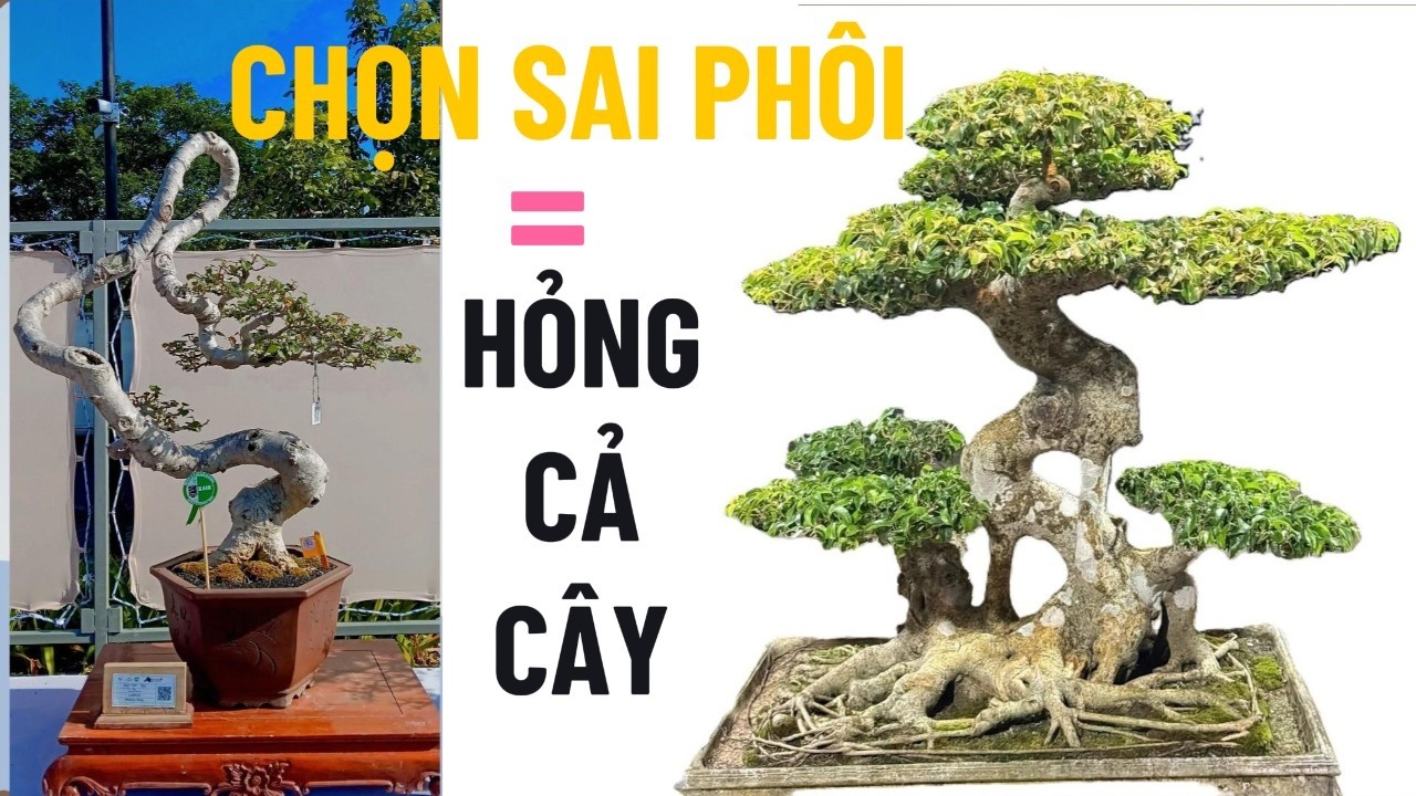 Chọn Phôi Bonsai: 3 Điều Quyết Định 80% Giá Trị Tác Phẩm#bonsainghethuat #bocucbonsai #hocbonsai