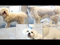 PetGroooming - Grooming Very Matted Maltese #70