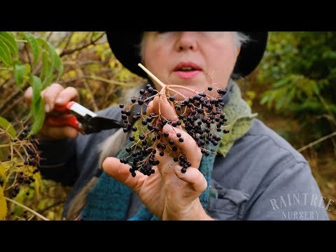 Video: Harvesting hyllebærfrukt - når er hyllebær modne