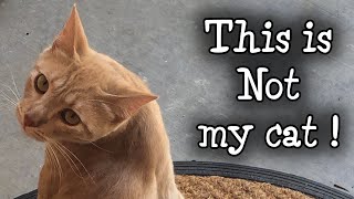 ‘My House, Not My Cat’ This is not My Cat! 😳🐈 by Kitty Panzon - Cat Adventures 1,561 views 2 years ago 3 minutes, 4 seconds