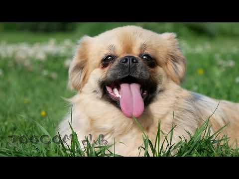 Тибетский спаниель. Собака для хорошего человека.