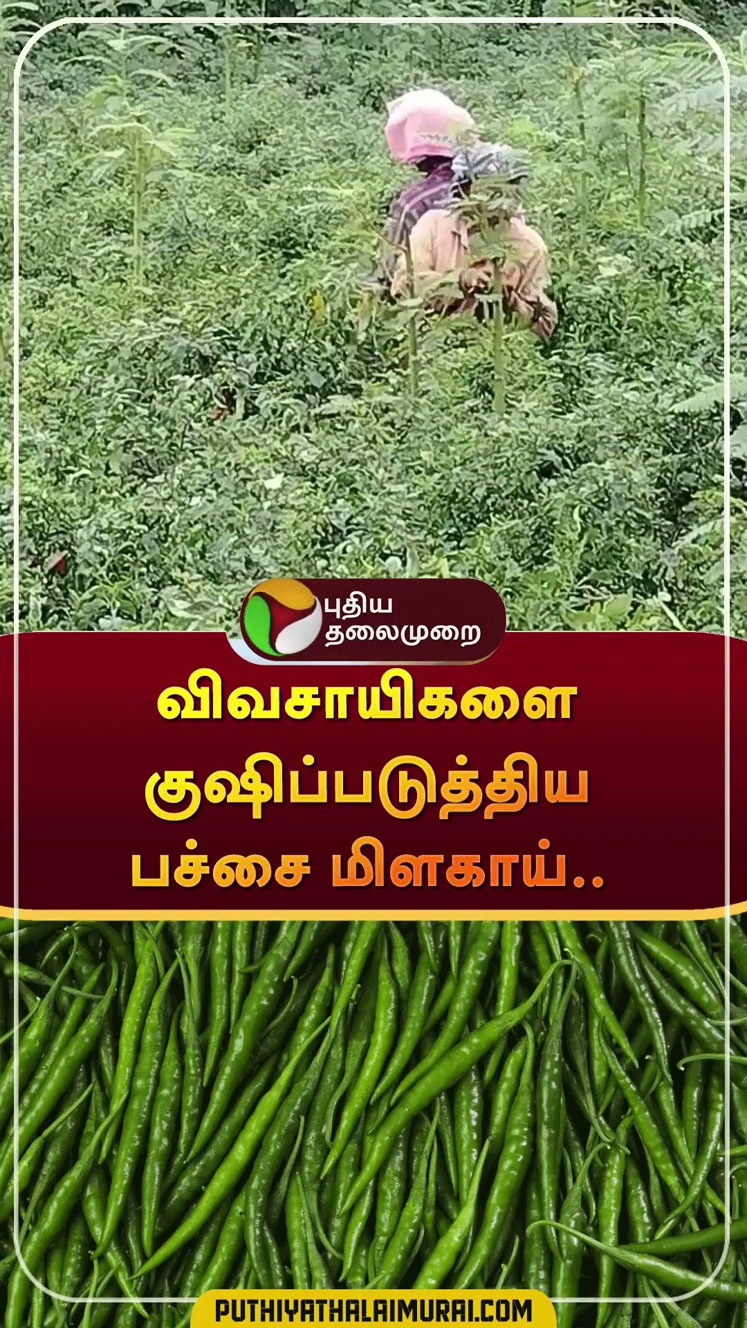 விவசாயிகளை குஷிப்படுத்திய பச்சை மிளகாய்.. | #shorts | #greenchilli | #theni