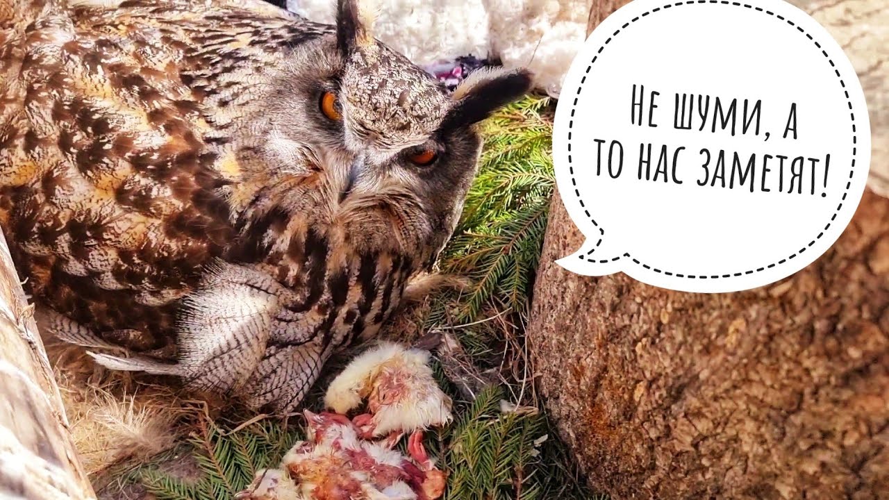 Филин ель дзен