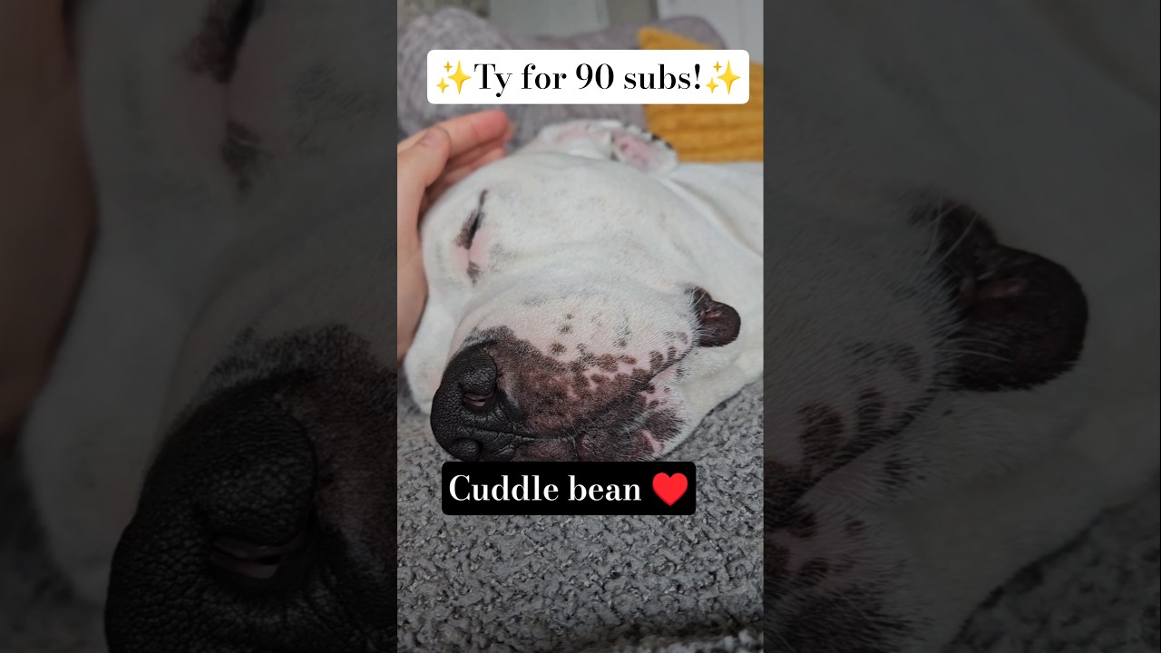 &hearts;️his name is duce he is deff#tranquillofi #chill #relaxing #cute #dog #pets #thankyou #love #shorts