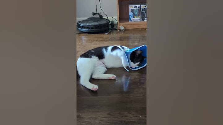 Kitten hates cone of shame after surgery