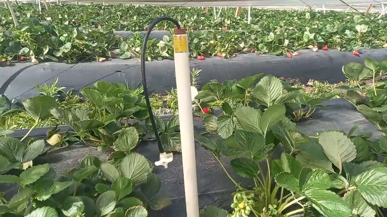 Como saber o quanto e quando irrigar é fertirrigar plantas de morangueiro no solo