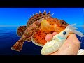 Sculpin fishing with artificial lures in california catch clean and cook
