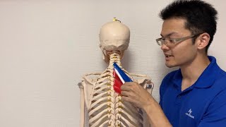 Anatomy of rhomboid muscle (English)