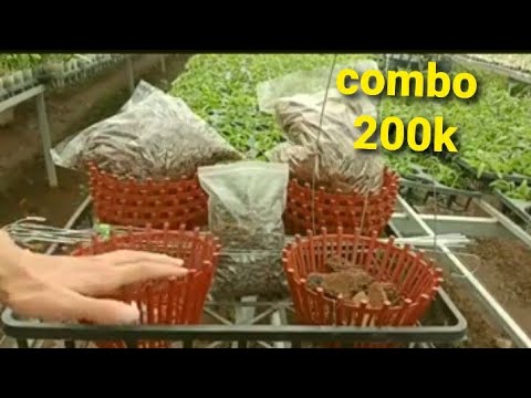 combo chậu, móc, phân, thuốc, giá thể trồng lan 200k,0862415484 | Foci