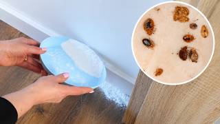 How to Get Rid of Bed Bugs at Home – The Best Natural Remedies