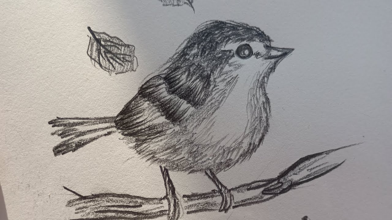 How to drawing Bird pencil sketching art 