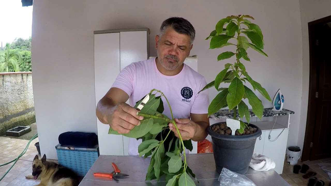 COMO FAZER UMA ENXERTIA DE ABACATE