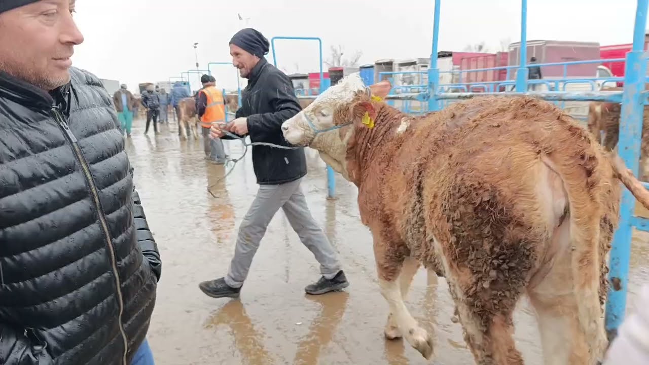 AFYON ÇAYIRBAĞ CANLI HAYVAN PAZARI 25 ŞUBAT 