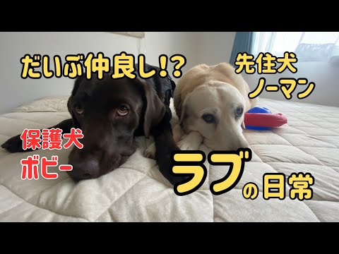 ラブラドールレトリバーと遊ぶ『おもちゃ遊び』 保護犬 多頭飼い 大型犬