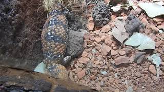 マツカサトカゲ Pinecone lizard 2018 0429
