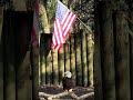 What Does a Bald Eagle Sound Like?