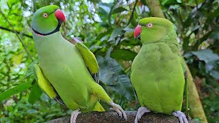 Green Ringneck Parrot Talking Natural Sounds