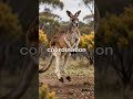 "Kangaroos can’t walk backward—but they can jump 30 feet in one leap! 🦘✨"#animalfacts #funfacts