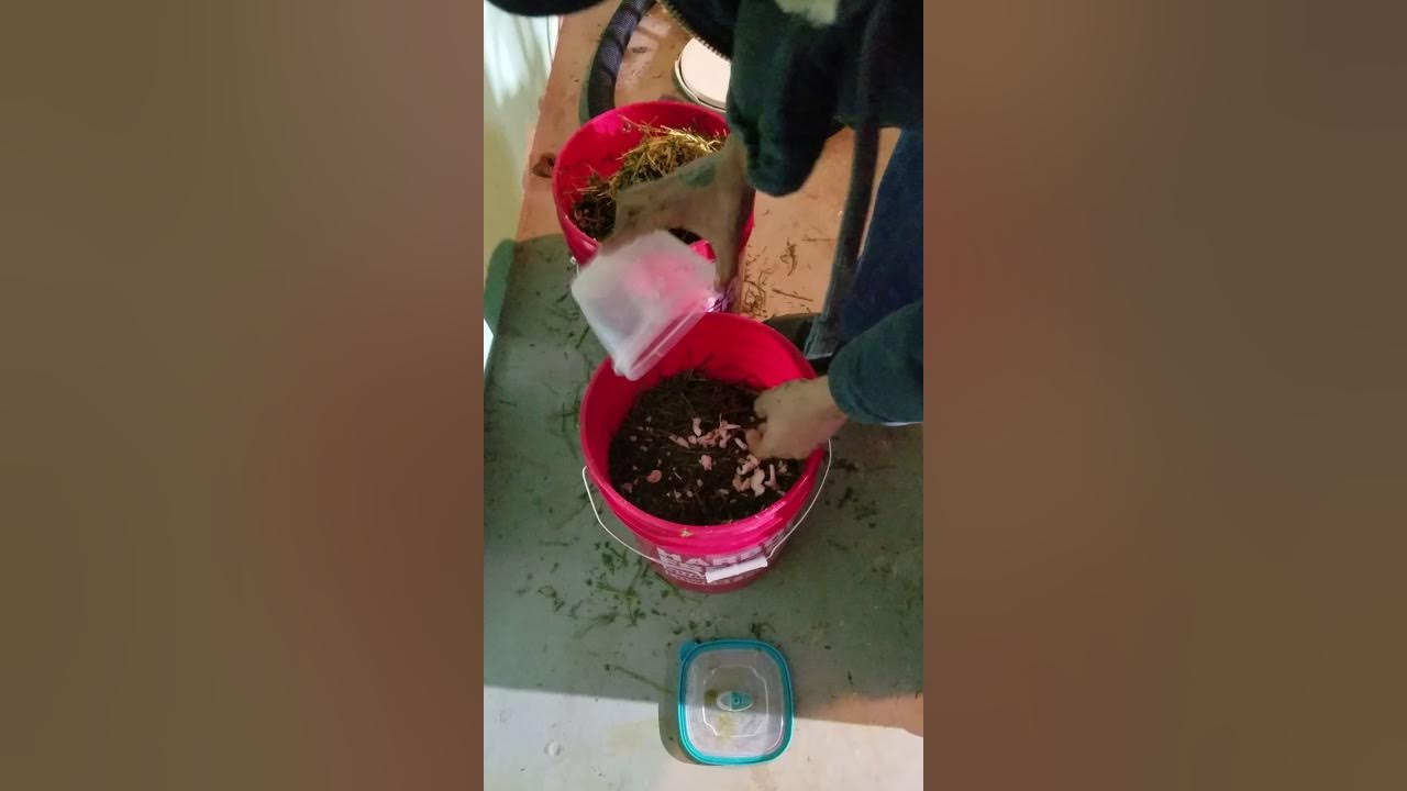 How Too Inoculate Alfalfa With Oyster Mushrooms YouTube