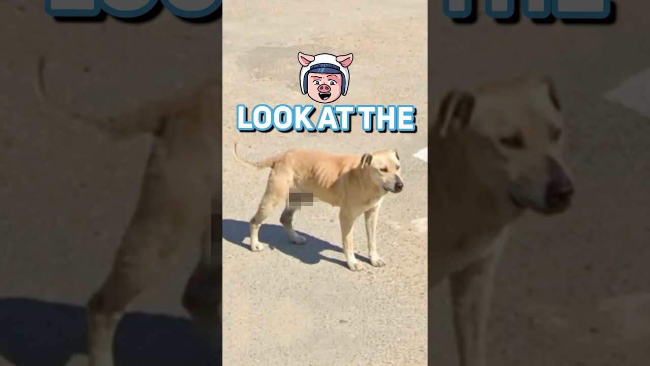 How to tell you’re in Africa on GeoGuessr! 🐶💀