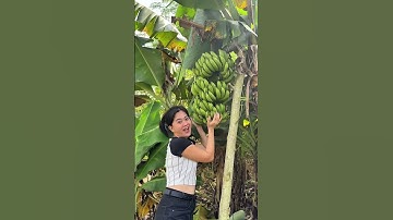 Dames, dit is een recordoogst, deel 1 27 oktober 2025