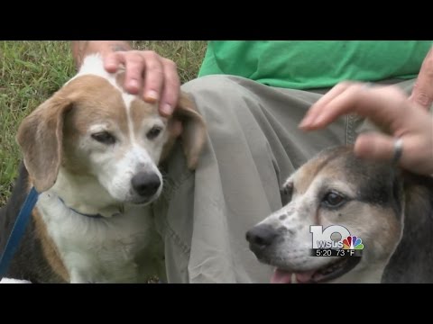 Video: Seattle Rescue to Welcome 11 Beaglesa spašena od korejske trgovine mesom