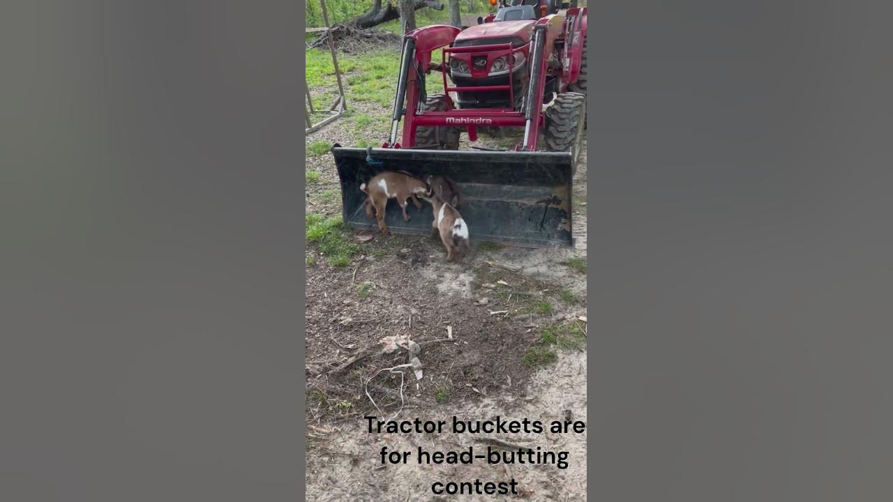Baby Goats love headbutting contests! YouTube