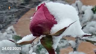 Bakıya Güclü Qar Yağır.24.02.2025