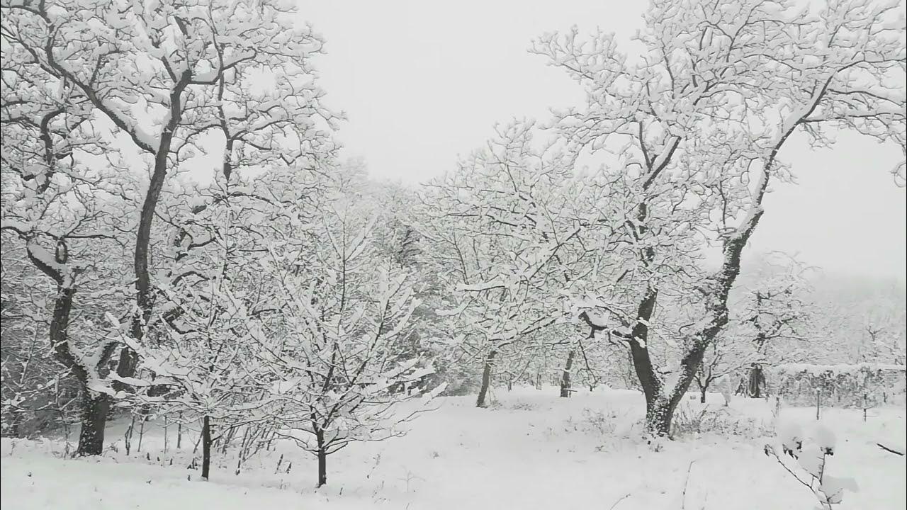 Краски и звуки зимнего леса. Описание зимнего леса. Описать красоту зимнего леса. Рассказ про зимний лес. Кисти краски зима.