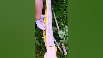 The process of peeling the bark of a cork tree = good tools increase efficiency