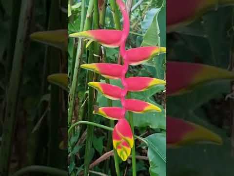 Video: Heliconia-taudin opas – Heliconia-kasvitaudit ja -hoito